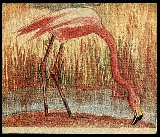 1 Flamingo